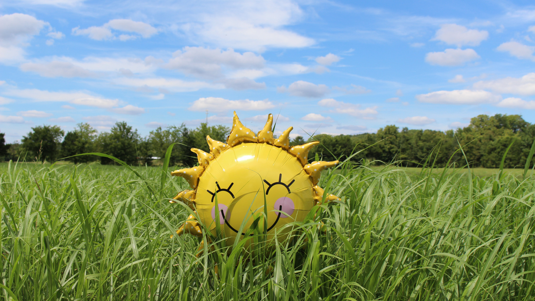 Flower farm planning balloon sunflower