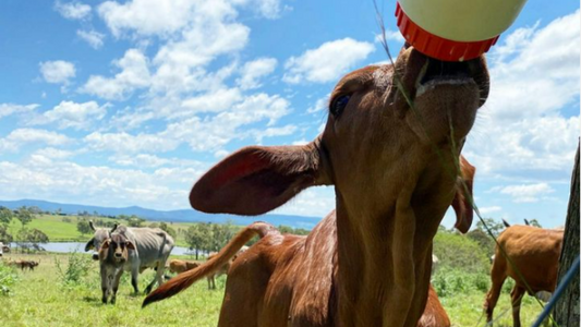 Feeding a calf on flower farm