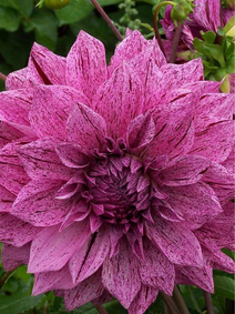 Dahlia - Samoan Prince flower farm