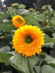 Teddy Bear Sunflowers flower farm