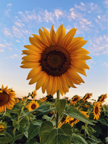 Sunflowers flower farm