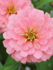 Zinnia - Exquisite flower farm