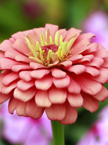 Zinnia - Salmon Queen flower farm