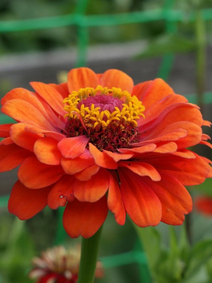 Zinnia - Oriole flower farm