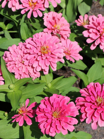 Zinnia - Luminosa flower farm