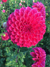 Dahlia - Bracken Palomino flower farm