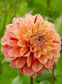 Dahlia - Homocide flower farm