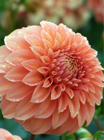 Dahlia - Bracken Palomino flower farm